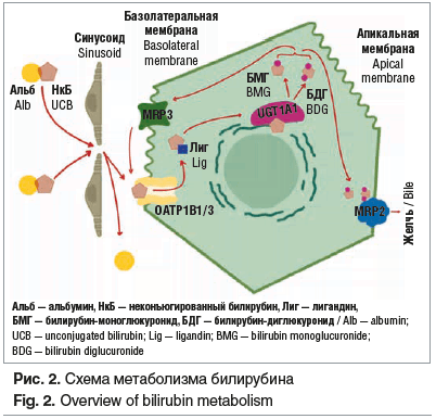 Рис. 2. Схема метаболизма билирубина Fig. 2. Overview of bilirubin metabolism Рис. 2. Схема метаболизма билирубина Fig. 2. Overview of bilirubin metabolism