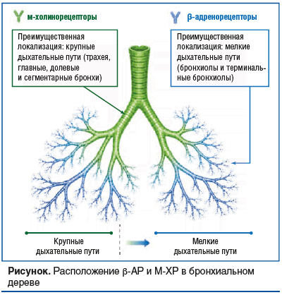 Рисунок. Расположение β-АР и М-ХР в бронхиальном дереве