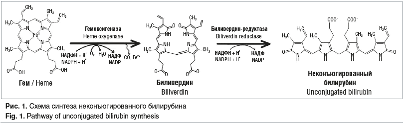 Рис. 1. Схема синтеза неконъюгированного билирубина Fig. 1. Pathway of unconjugated bilirubin synthesis Рис. 1. Схема синтеза неконъюгированного билирубина Fig. 1. Pathway of unconjugated bilirubin synthesis