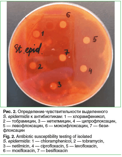 Рис. 2. Определение чувствительности выделенного S. epidermidis к антибиотикам: 1 — хлорамфеникол, 2 — тобрамицин, 3 — нетилмицин, 4 — ципрофлоксацин, 5 — левофлоксацин, 6 — моксифлоксацин, 7 — безифлоксацин Fig. 2. Antibiotic susceptibility testing of is Рис. 2. Определение чувствительности выделенного S. epidermidis к антибиотикам: 1 — хлорамфеникол, 2 — тобрамицин, 3 — нетилмицин, 4 — ципрофлоксацин, 5 — левофлоксацин, 6 — моксифлоксацин, 7 — безифлоксацин Fig. 2. Antibiotic susceptibility testing of is