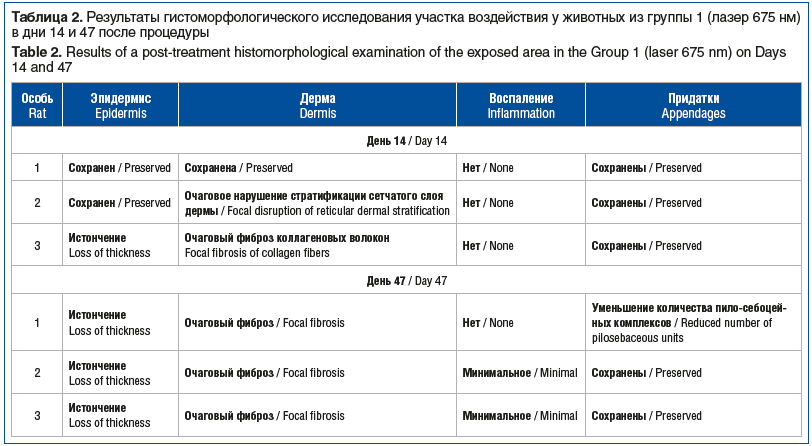 Таблица 2. Результаты гистоморфологического исследования участка воздействия у животных из группы 1 (лазер 675 нм) в дни 14 и 47 после процедуры Table 2. Results of a post-treatment histomorphological examination of the exposed area in the Group 1 (laser Таблица 2. Результаты гистоморфологического исследования участка воздействия у животных из группы 1 (лазер 675 нм) в дни 14 и 47 после процедуры Table 2. Results of a post-treatment histomorphological examination of the exposed area in the Group 1 (laser