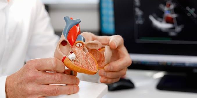 Science: сердце умеет строить «обходные пути» для крови после инфаркта